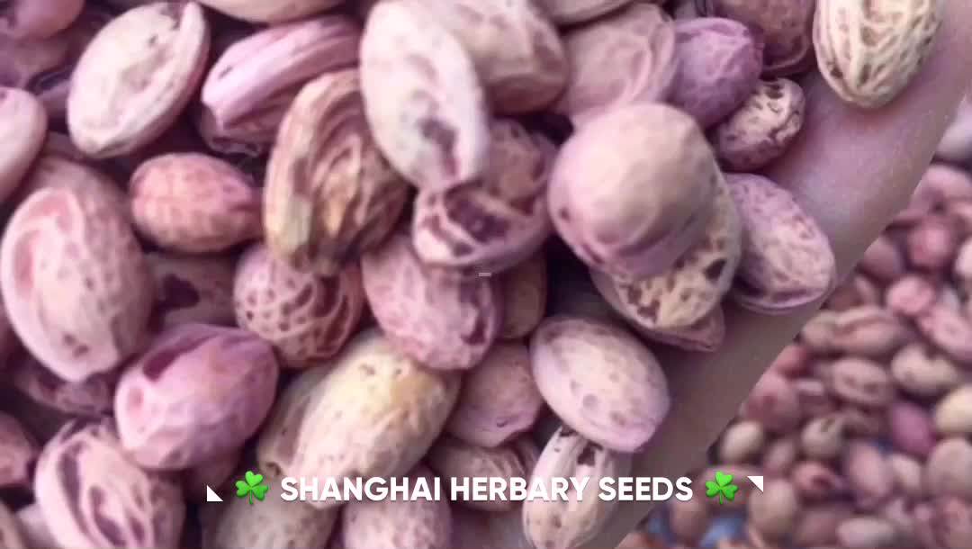 Hot Sale Bonsai Tree Seeds Cherry Blossom Tree Seeds For Growing Buy