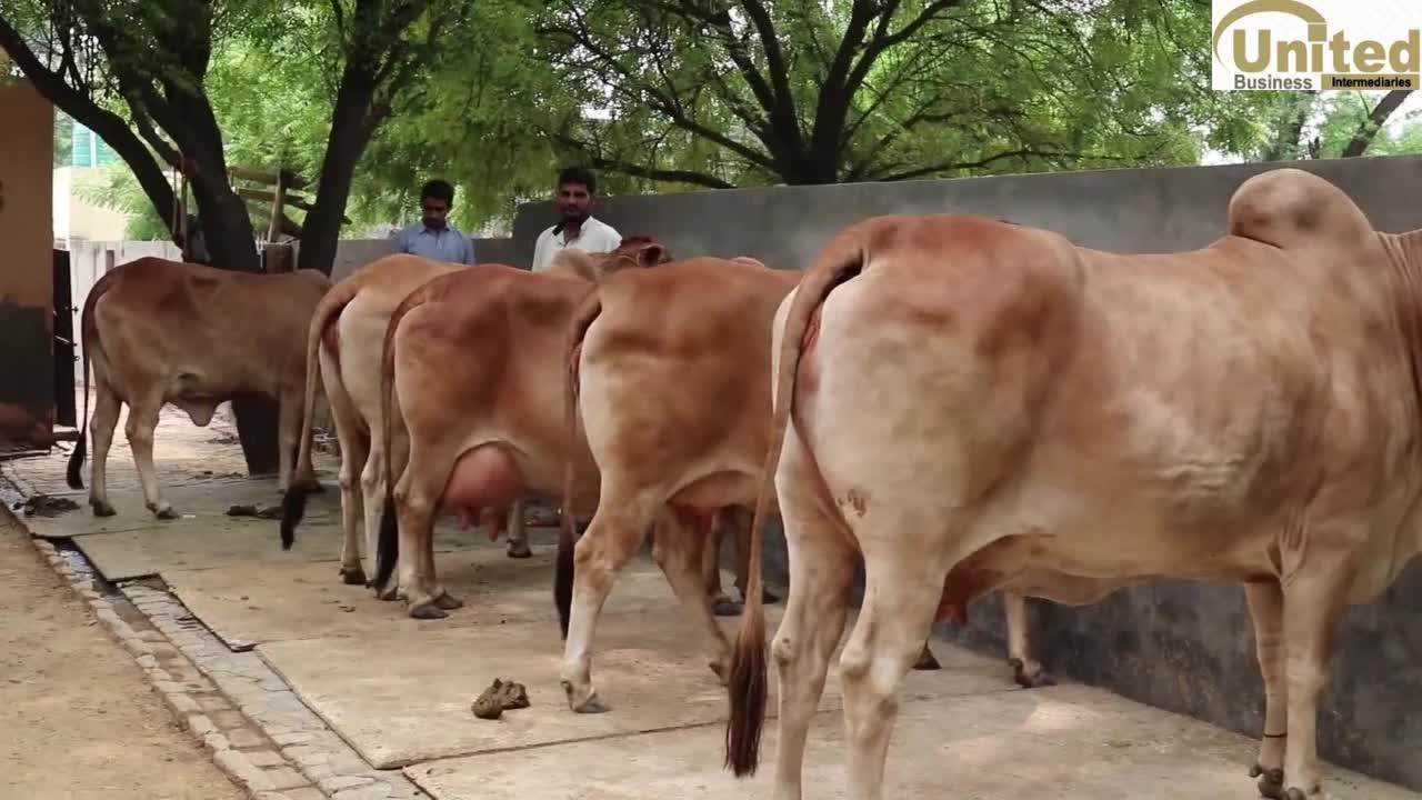 Sahiwal Cows Buy Doe Buck Goats Meat Halal Islam Hajj Fat Milk Dairy