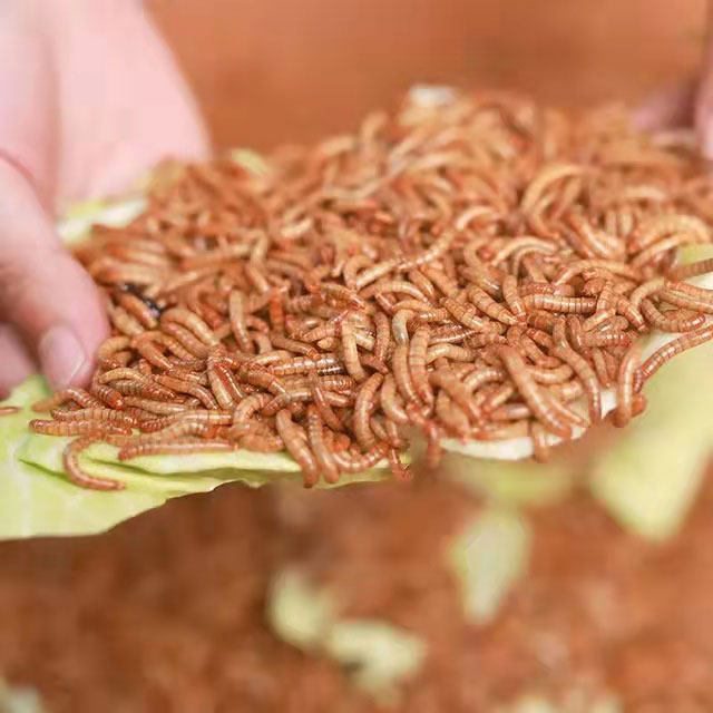 黄粉虫专业养殖基地