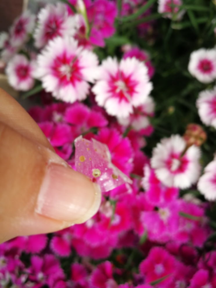 亲润孕期健康无味可撕拉指甲油怎么样？效果如何多少钱啊，使用一周后效果,第10张