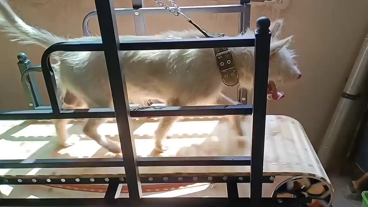 Customized Pit Bull Treadmill Dog Machine,Nonpowered Pet Treadmill For