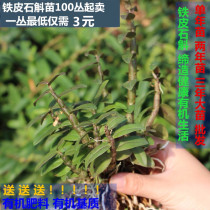 Yueqing Yandang Mountain Huoshan iron dendrobium seedlings fresh red rod soft-legged domesticated seedlings 100 clumps up for sale
