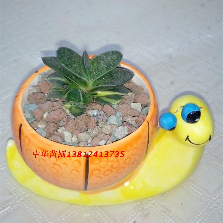 新品多肉植物变异元宝兰带锦子宝群生多头直径4公分以上带盆发货 购物狂欢 多头 元宝 变异 直径 发货途虎网 新品多肉植物变异元宝兰带锦子宝群生多头直径4公分以上带盆发货 购物狂欢 多头 元宝 变异 直径 发货途虎网