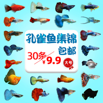  Guppy Purebred fry Freshwater small good breeding easy-to-live Tropical Ornamental fish Viviparous Anchovies Lamp fish Goldfish