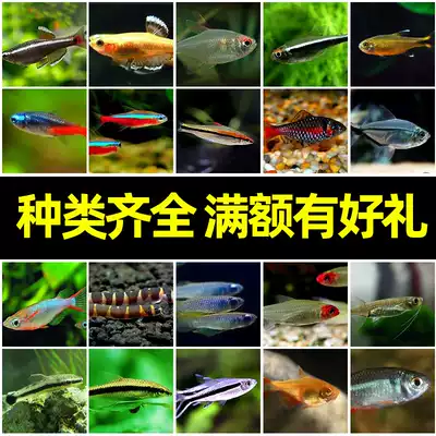 Tropical fish ornamental fish Brazilian lotus lamp red lotus lamp freshwater ornamental fish pet fish fish