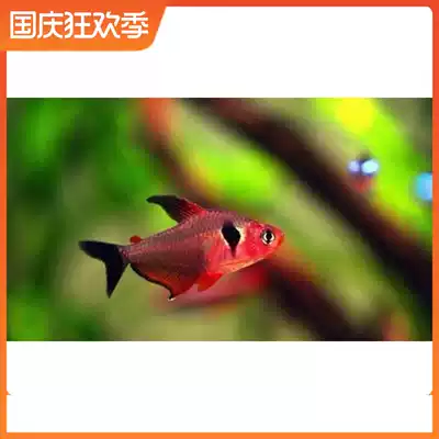 South American imported fish small ornamental fish Pantanal red dress dream flag grass tank group tour lantern fish