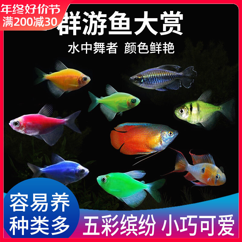 Tropical Pauline Light Traffic Light Fish Ornamental Fish Living Small Freshwater Lamp Corfish straw vat group tours Large number-Taobao
