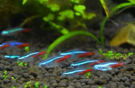 Tropical Fish Seeds Optimized Fish Entry - level Variety of traffic lightfish Live grass cylinder small ornamental fish
