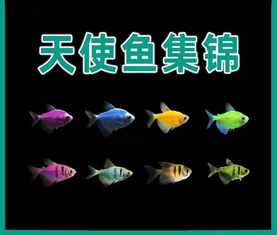 Small Tropical Fish Living Seven Colorful Fish Green Apple Angel Fish Color Fish Improved Colorful Dress Freshwater Fish Purple Tiger Fish