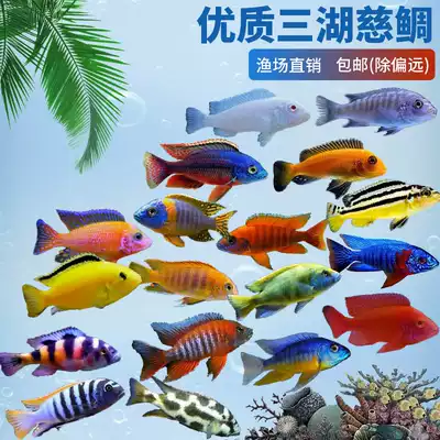 Three lakes cichlid fish horse Bream live blue Ali African Prince tropical fish rock dwelling small freshwater fish ornamental fish