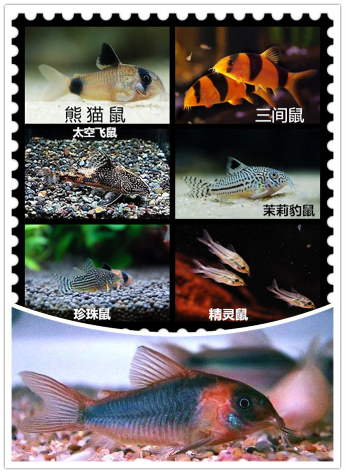 Goldfish trash fish cleaning fish live toolfish fish mice elf freshwater clean fish bottom fish