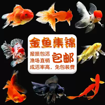 Grass goldfish small freshwater ornamental fish live small good cold water fish carp purebred goldfish fry freshwater fish
