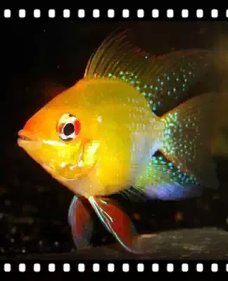 Tropical fish ornamental fish live short sea bream golden wave blue wave fish Pikachu spherical fish wave round round
