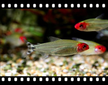  Tropical fish fry Red-nosed scissor fish grass cylinder Fish swimming fish Lamp fish Ornamental fish Chongqing fish phase aquarium grass cylinder