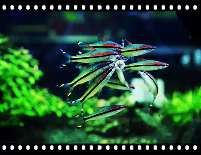One eyebrow Taoist tropical ornamental fish living fish tank aquarium red eyebrow Taoist grass tank group swimming fish