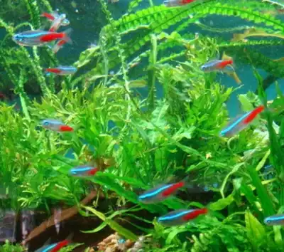 Tropical fish fry ornamental fish entry-level variety traffic light fish live grass tank fish aquarium