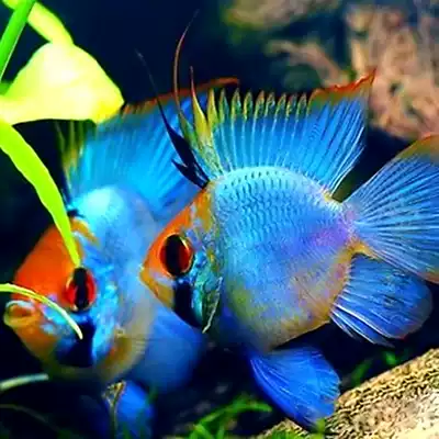Tropical fish Short Snapper Tropical Ornamental fish Golden head Blue wave fish Avatar wave fish Live