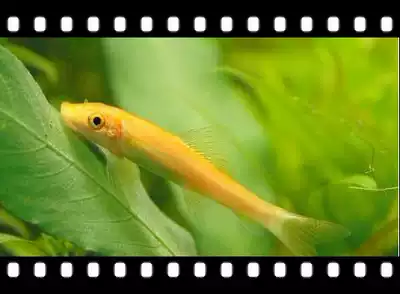 Golden moss, algae, clear tank, fish, eat green moss, Fish Tank, clean benthic live scavenger