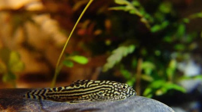 Loach-sucking brocade set coolie loach sifan Fang's Mai's expensive climbing native fish ornamental fish cold water does not warm clean fish