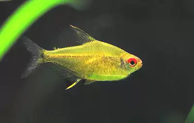 Tropical Fish Light Fish South America Super Lemon Light Lemon Light Fish Aquarium Pet Watching Small Fish