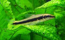  Tropical fish Flying fox algae removal fish tool fish Black line flying fox Ornamental fish First line flying fox black hairy algae killer