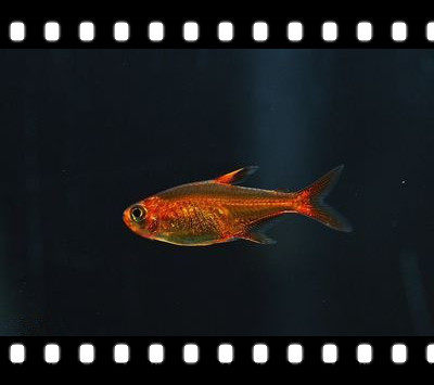 Spitfire lamp fish Aimanda lamp fish orange sail dream sailfish grass tank fish school swimming fish tropical fish ornamental fish