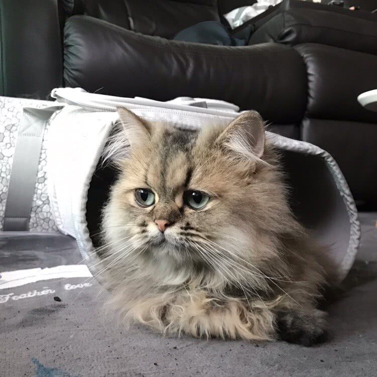 貓真的愛吃魚嗎 魚刺不會卡到它們嗎 淘寶海外