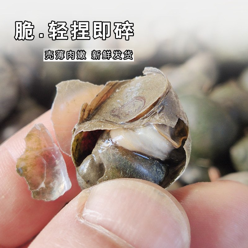 脆螺鲜活青鱼螺蛳青黑坑活体黑鲩乌青田螺打窝石螺薄壳挂钩钓鱼螺：钓友必备神器，让你一钩一个准！-螺-淘宝好物网