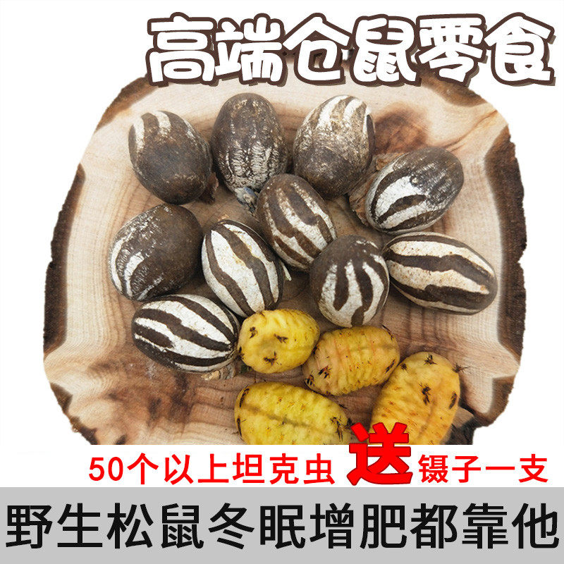 Presale hamster snacks Squirrel snacks Hedgehog Honey Bag FLYING RAT GRAIN WINTER SLEEPING BEFORE GROWING FAT WORM WITHOUT DIARRHEA TANK WORM