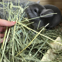 Five catty Canadian imports Timothy Grass Section Snowy Anderson Bear Flowers And Grass Mat rabbit Rabbit Dragon Cat Holland Pig