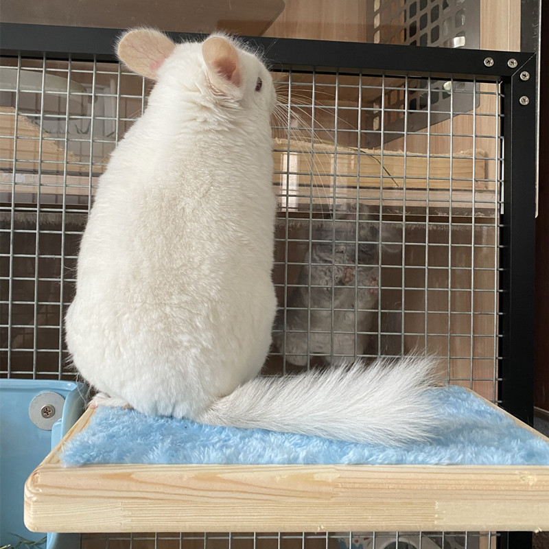 Dragon Cat Winter Sun Cotton Springboard Warm Comfort Anti Ice Feet Springboard Terrace wood covet Rabbit Rabbit Dutch pig Eight teeth gush