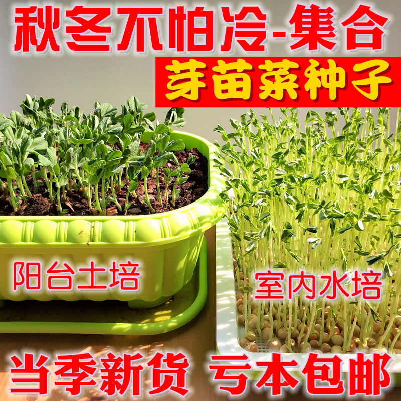Autumn and winter are not afraid of cold sprouts vegetable seeds Indoor hydroponics family balcony planting bean seedlings Pea paper planting vegetable seeds