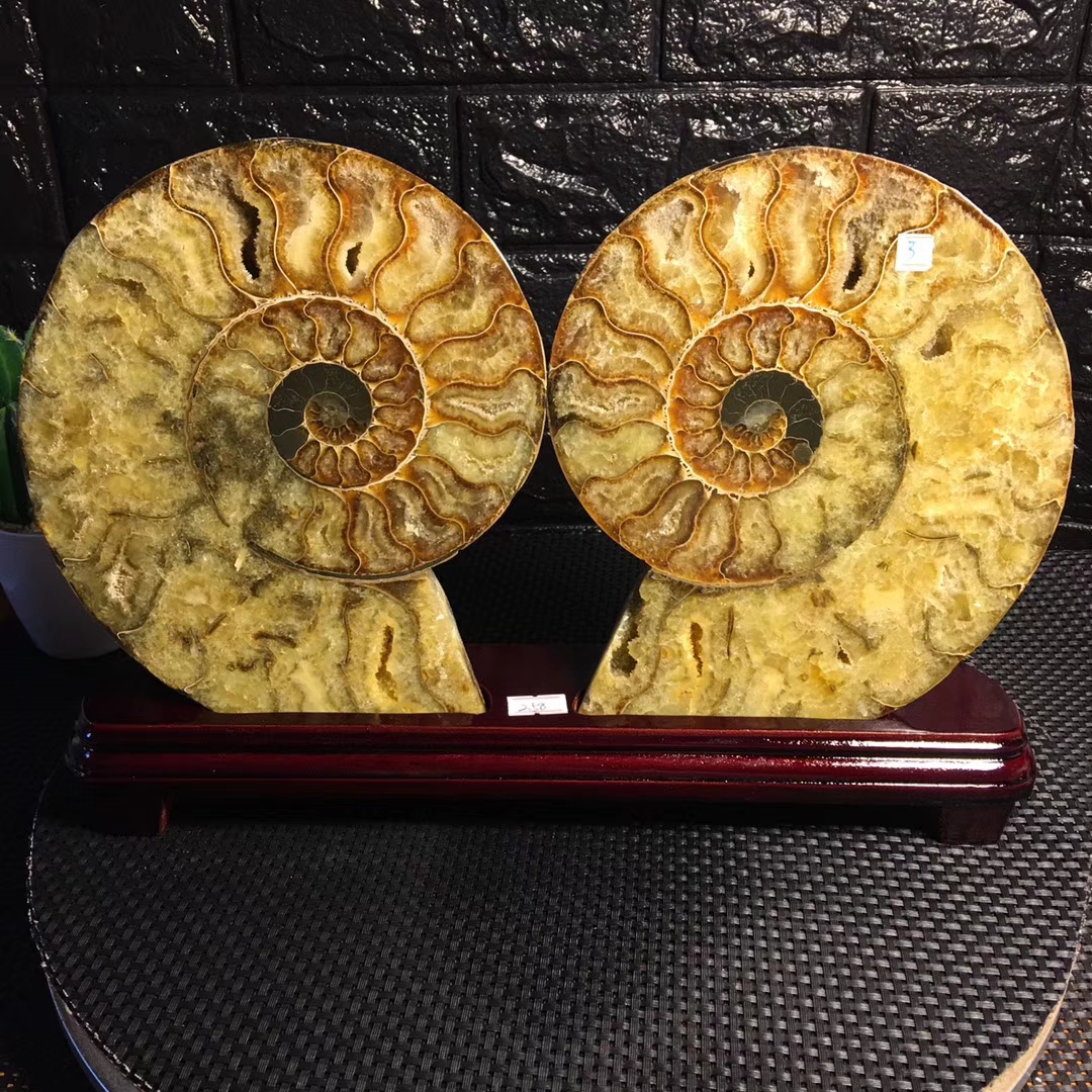 マダガスカル産天然金彩菊花石ハタカラフルなカタツムリ化石スライス、富を集めるオフィスポーチ装飾品