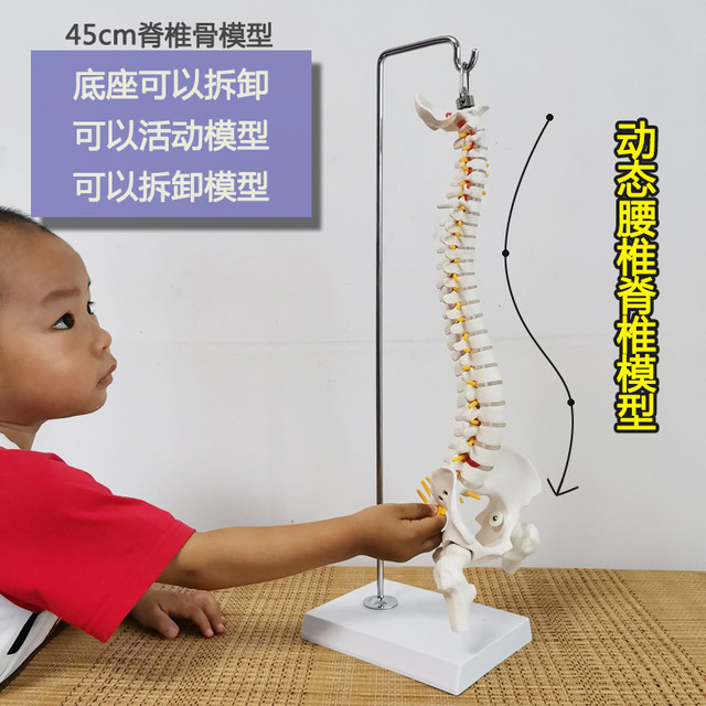 Teaching spinal skeleton model