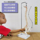 Teaching spinal skeleton model