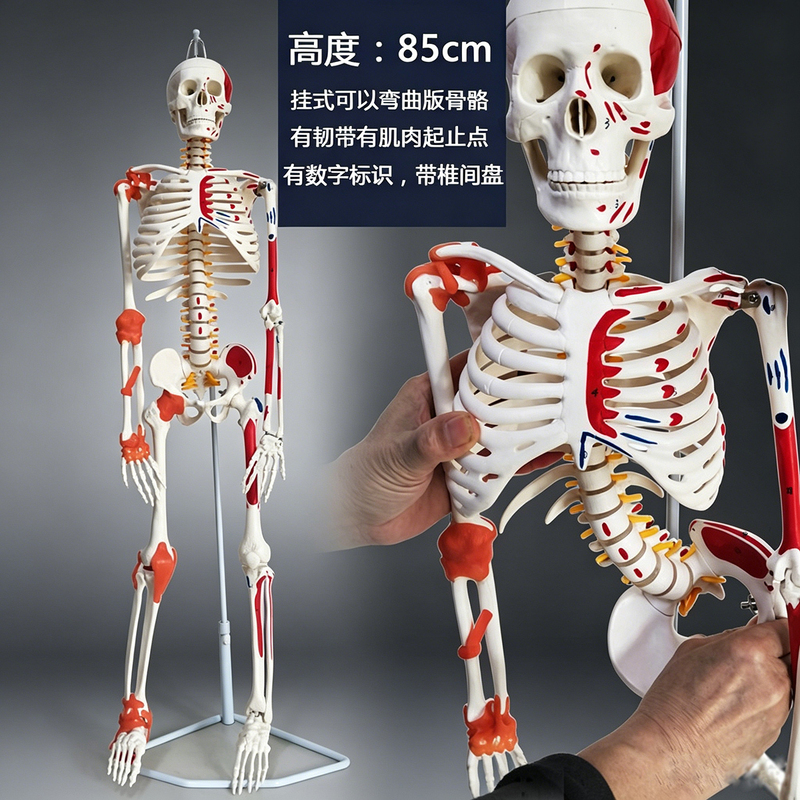 High-End Medical Full-Body Human Skeleton Model Pelvic Yoga Joint Movement Disassembly Anatomy Muscle Structure Skeleton High-End Medical Full-Body Human Skeleton Model Pelvic Yoga Joint Movement Disassembly Anatomy Muscle Structure Skeleton
