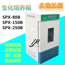 Biochemical incubator SPX-80B 150B 250B Stainless steel liner refrigeration incubator Shanghai biochemical box