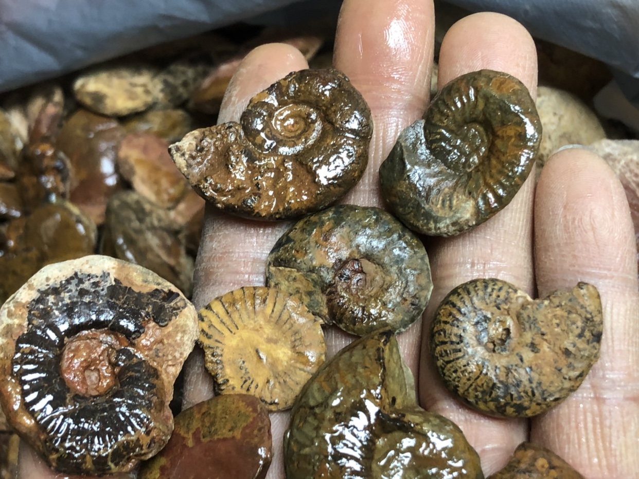 Natural inulin raw Moroccan brown iron chamomile specimen 3-5cm RMB150  kilos-Taobao