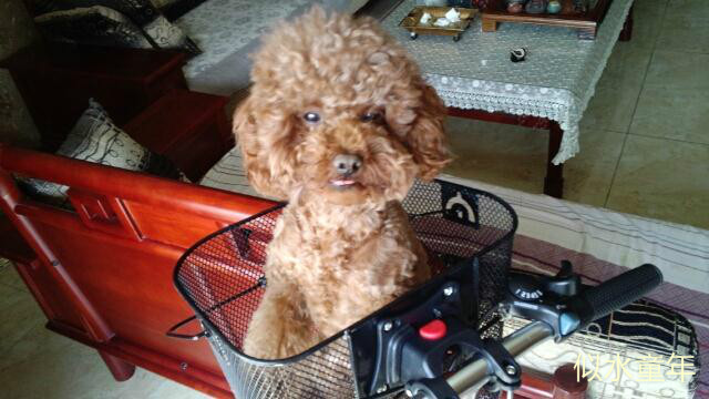 Panier pour vélo en métal - Ref 2269841 Image 32