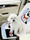 Bobo Dog Pet Car Backseat Cushion, Special Car Seat Cover for Dogs, Anti-Dirt Isolation Mat, Cat Car Travel Essential