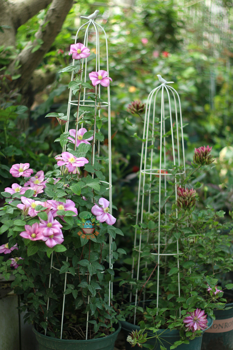 Round bird climbing rattan trellis moon season clematis special frame old birdcage flower rack balcony pot plant rack flower pot