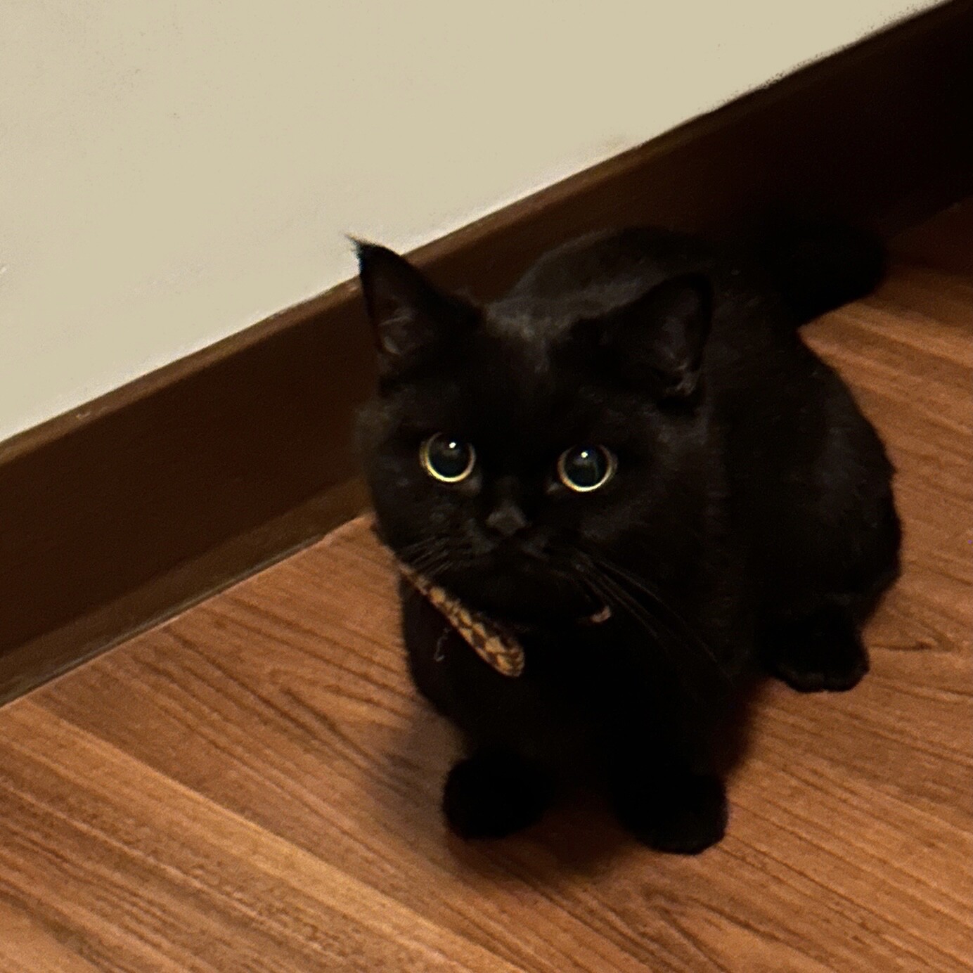狸猫潮鞋