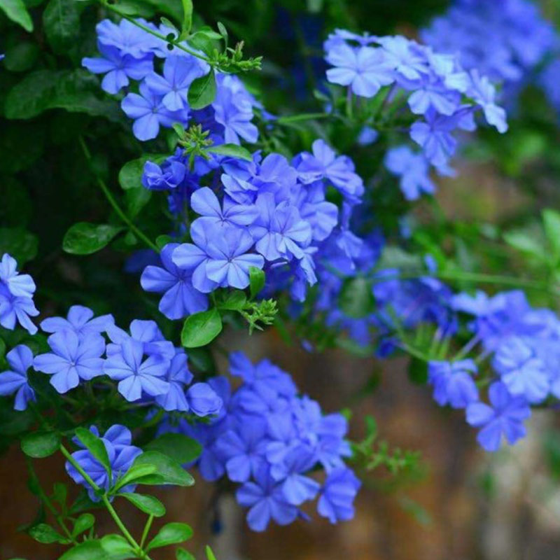 Blue Snowflake White Snowflake Sapien Climbing Climbing Climbing Vine Plants That Bloom For Many Years Of The Year To Raise Flowers