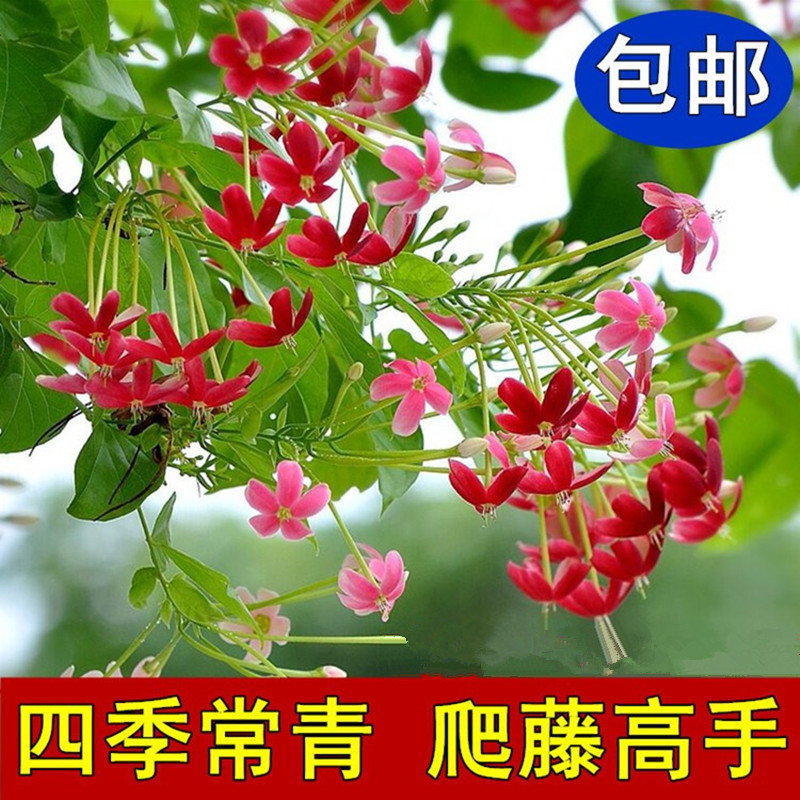 Climbing vine plant water monk climbing plant gentlemen green flower pot plant