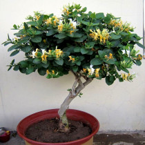 Honeysuckle Miao sapling potted plant climbing plant old pile indoor patio climbing all four seasons to keep in good care