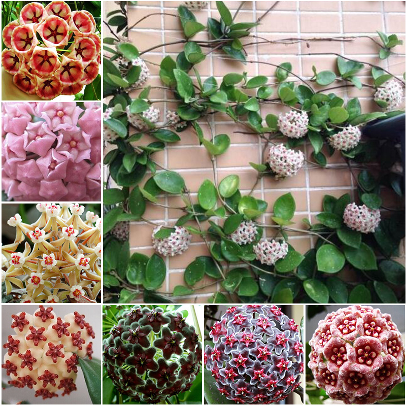 Broccoli Miravine Vine Hanging Plant Green Plant Green Balling Potted Climbing Vine Climbing Flowers Green Leafy Flowers Hearts Sloth Plants