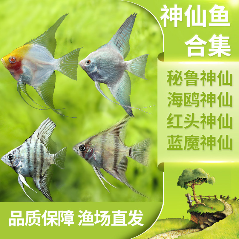 Peruvian seagull god fairy fish native small and medium ornamental fish tropical fish water grass cylinder oatfish pet fish living-Taobao