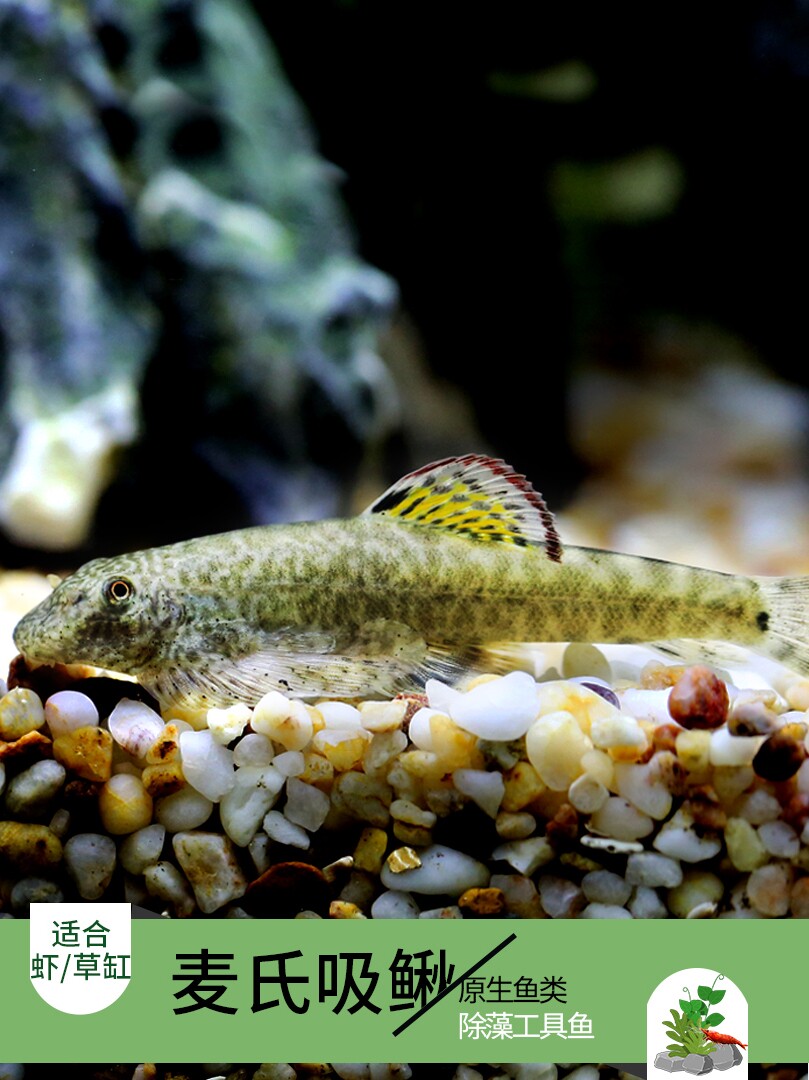 Pipa Scavenger Violin Rock climbing Loach Mak's Loach Primordial spotted Changting Garbage fish Ornamental fish Guizhou Rock Climbing Loach