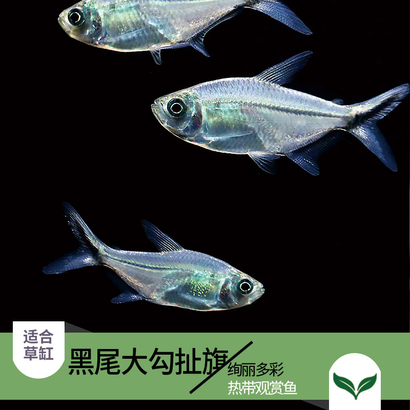 Black Tail Large Hook Light Fish in Large Tropical Light Fish Group Swim Light Fish Freshwater Fish Aquatic Live Fish Pet Fish 1059
