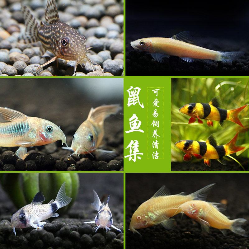Rat fish Gold-winged Pearl Rat Long-tailed Coffee Rat Albino rat Pepper Rat Panda rat Live pet Ornamental fish 1093